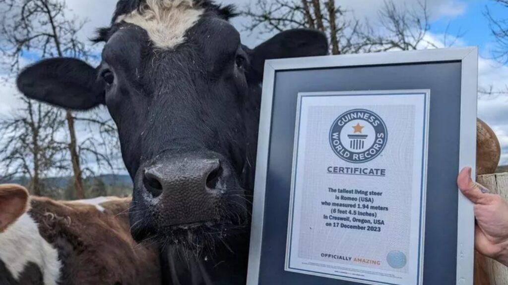 World's Tallest Cow 'romeo'