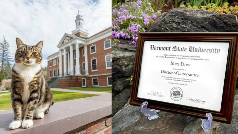 Doctor of Literature : పిల్లికి ‘డాక్టర్ ఆఫ్ లిటరేచర్’ బిరుదు.. దీని వెనుక ఆసక్తికరమైన కారణం ఇదే..!