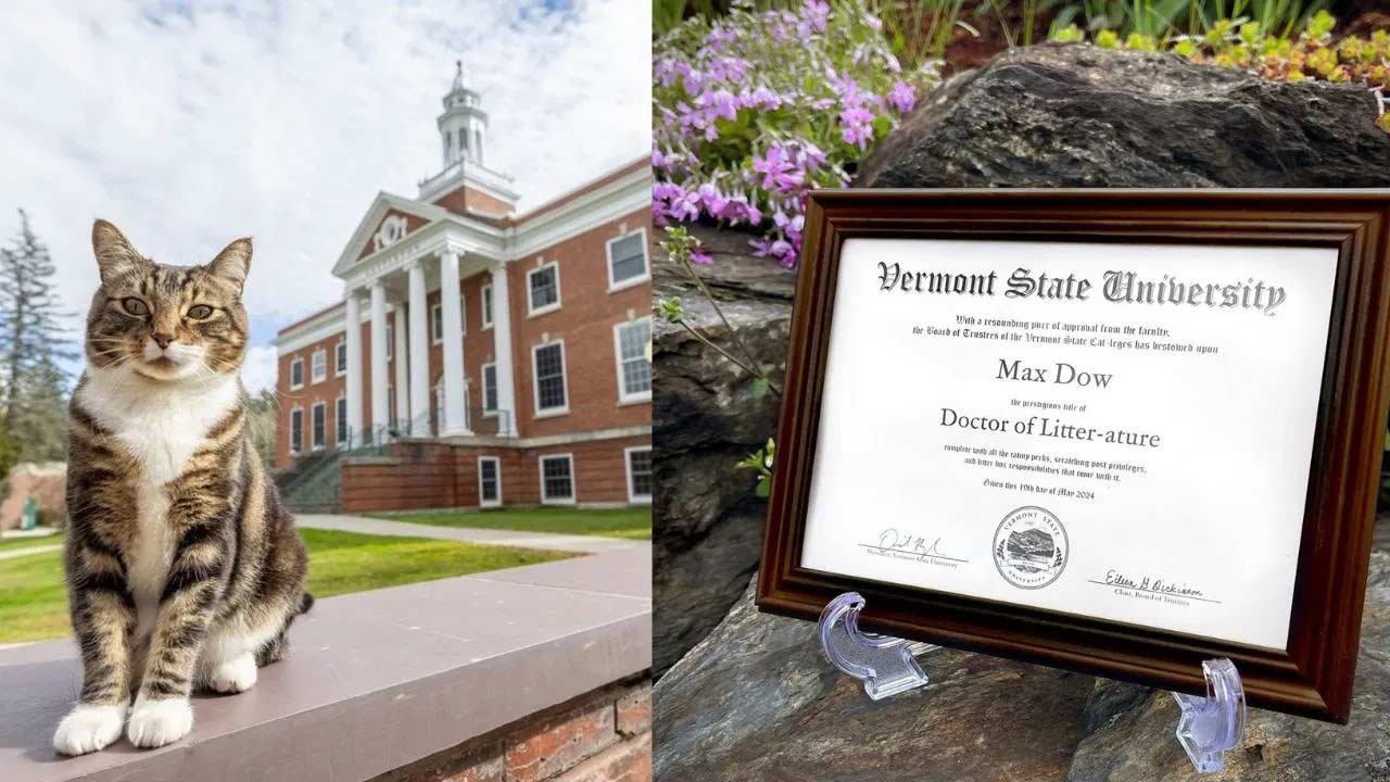 Doctor of Literature : పిల్లికి ‘డాక్టర్ ఆఫ్ లిటరేచర్’ బిరుదు.. దీని వెనుక ఆసక్తికరమైన కారణం ఇదే..!