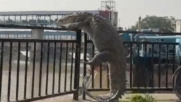 Viral Video: గంగానది నుంచి బయటకు వచ్చిన పది అడుగుల మొసలి.. వీడియో వైరల్..