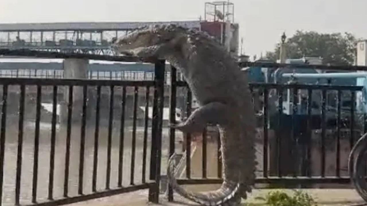 Viral Video: గంగానది నుంచి బయటకు వచ్చిన పది అడుగుల మొసలి.. వీడియో వైరల్..