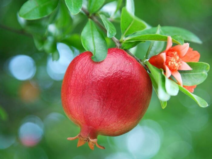 Pomegranate Leaves: దానిమ్మ ఆకులను ఇలా తీసుకుంటే చాలు.. ఆ సమస్యలు దూరం..