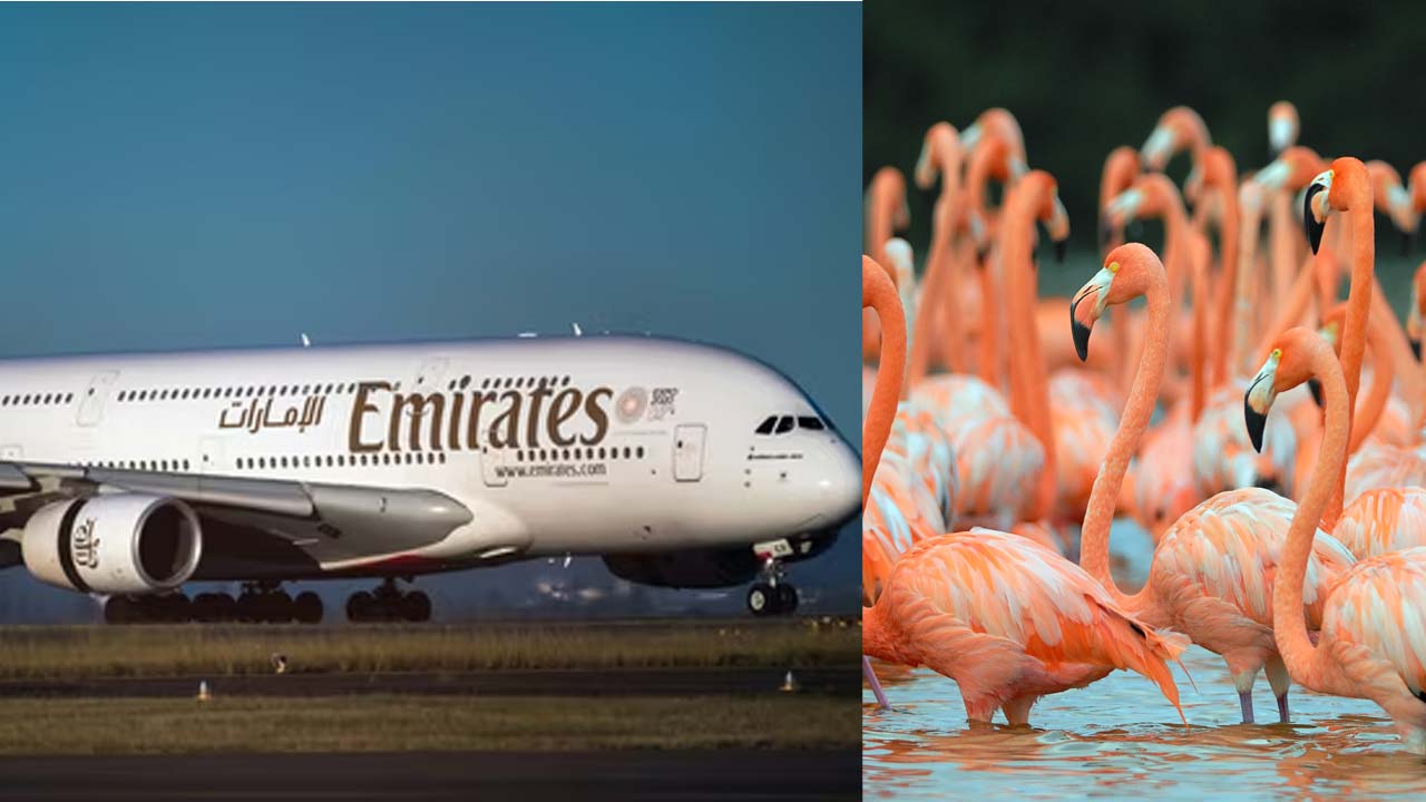 Mumbai: ఎయిర్‌పోర్టులో ప్రమాదం.. ఫ్లైట్ ఢీకొని 36 ఫ్లెమింగో పక్షుల మృతి