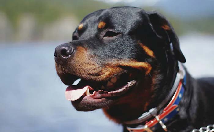 Chennai: చెన్నైలో దారుణం.. 5 ఏళ్ల చిన్నారిపై కుక్కల దాడి.. పరిస్థితి సీరియస్