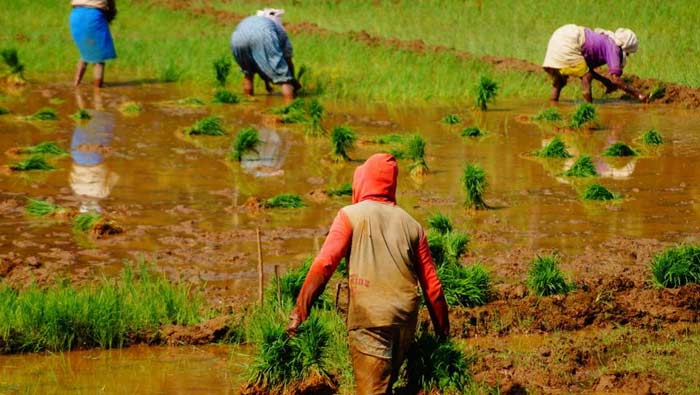 Rythu Bharosa : తెలంగాణలో రైతులకు గుడ్‌న్యూస్‌.. రైతు భరోసా నిధులు విడుదల