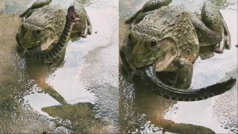 Viral Video : ఏందయ్యా ఇది.. పామును అమాంతం మింగేసిన కప్ప.. వీడియో వైరల్..