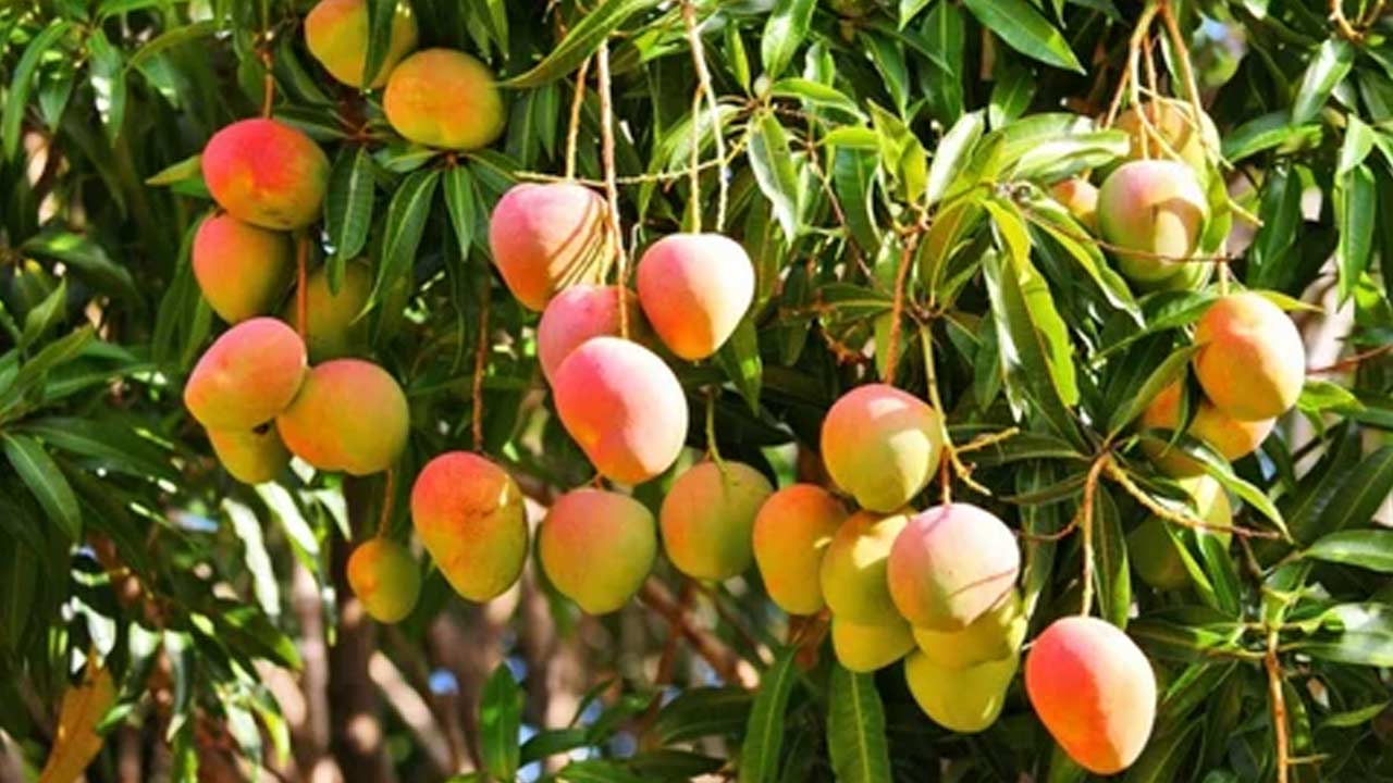 Mango : మందకొడిగా సాగుతున్న మామిడి వ్యాపారం