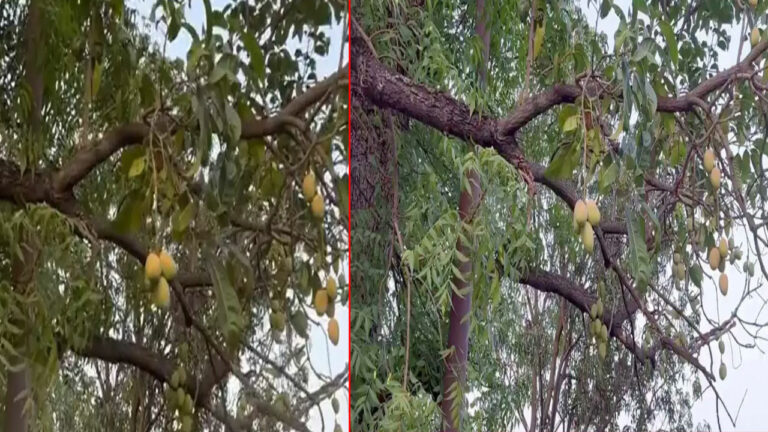 Mangoes In Neem Tree: వేప చేట్టుకు మామిడి పండ్లు.. ఇదెక్కడి విడ్డూరం..!