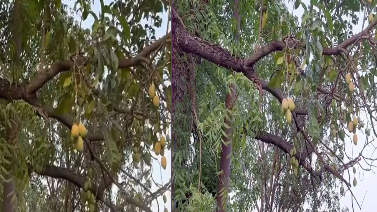 Mangoes In Neem Tree: వేప చేట్టుకు మామిడి పండ్లు.. ఇదెక్కడి విడ్డూరం..!