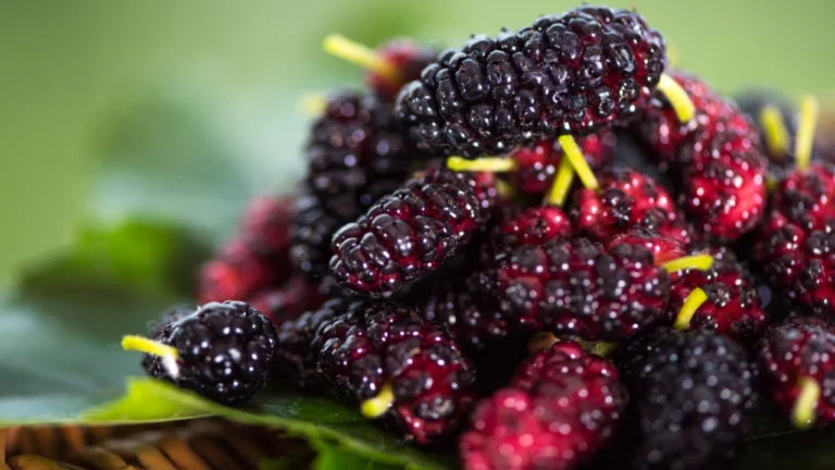 Mulberry Benefits : సమ్మర్ లో మల్బరీ పండ్లను తీసుకోవడం వల్ల కలిగే ప్రయోజనాలు ఎన్నో..