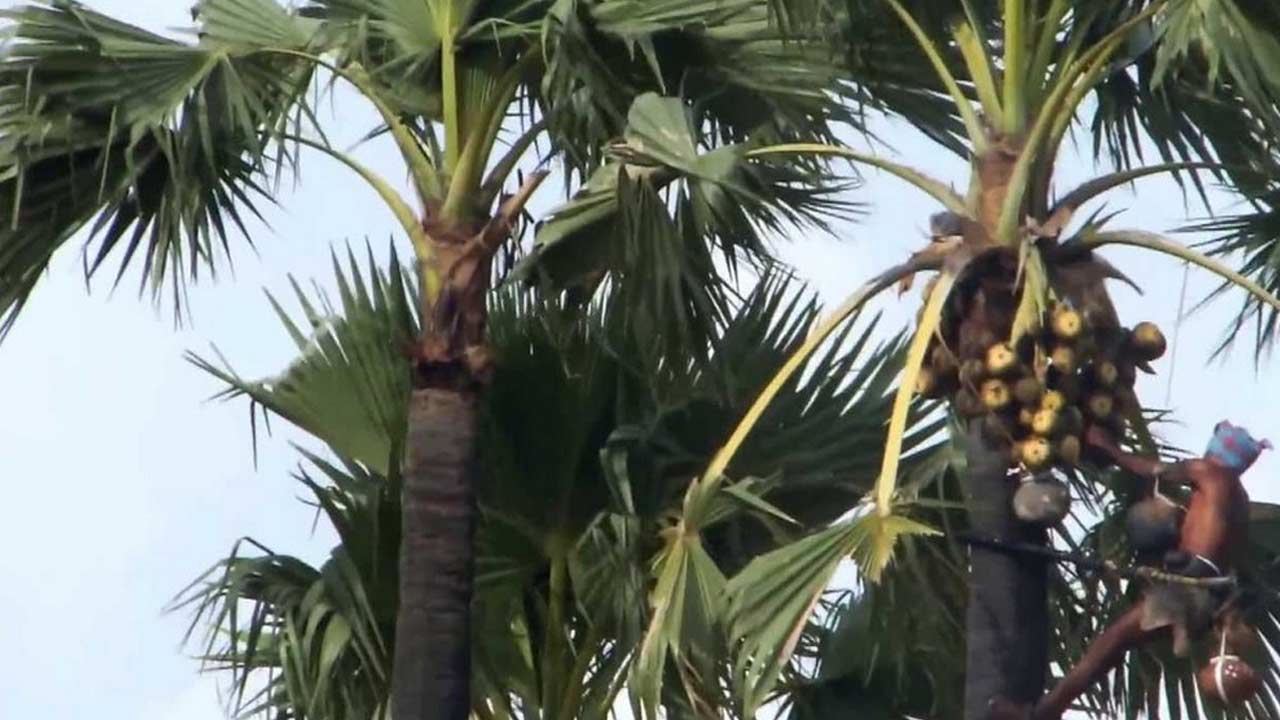 Viral : తాటి చెట్టు ఎక్కి ఇరుక్కుపోయిన గౌడన్న..