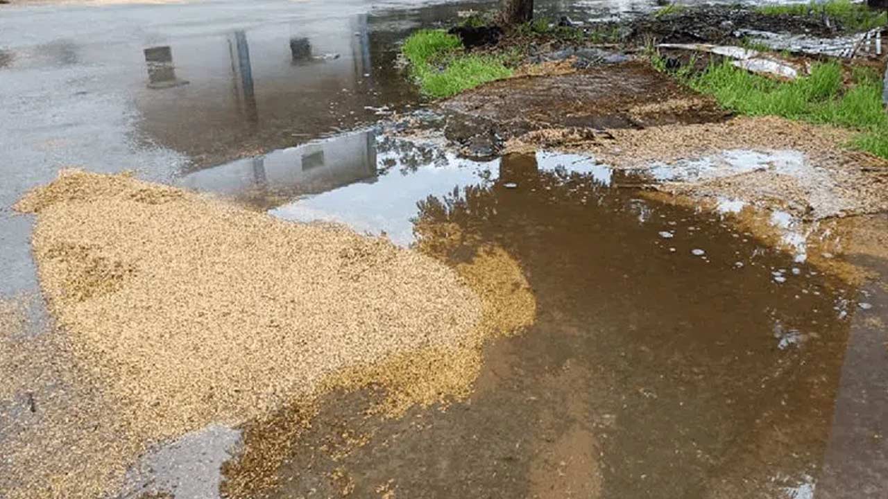 Untimely Rains : రబీ రైతులను ఇబ్బందులకు గురిచేస్తున్న అకాల వర్షాలు