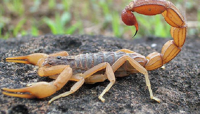 Benefits of scorpion venom : కోట్లు పలుకుతున్న తేలు విషం.. దాంతో ఏం చేస్తారంటే..
