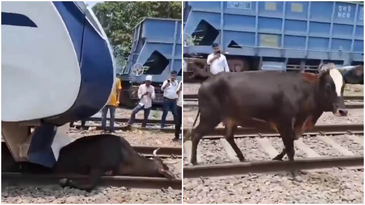 Video viral: వందే భారత్ రైలు కింద చిక్కుకున్న ఆవు.. ఆ తర్వాత ఏం జరిగిందంటే..!