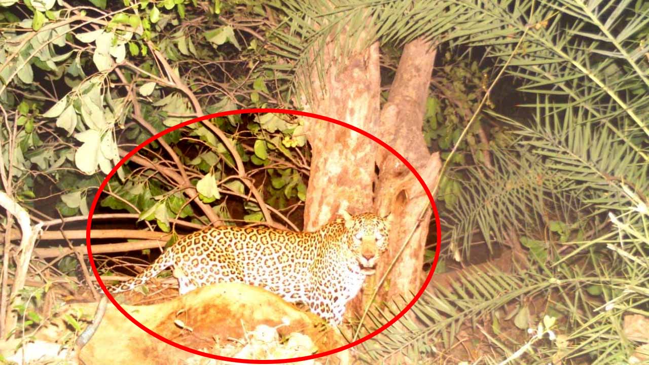 Adilabad Cheetah: ఆదిలాబాద్‌ లో చిరుత సంచారం..
