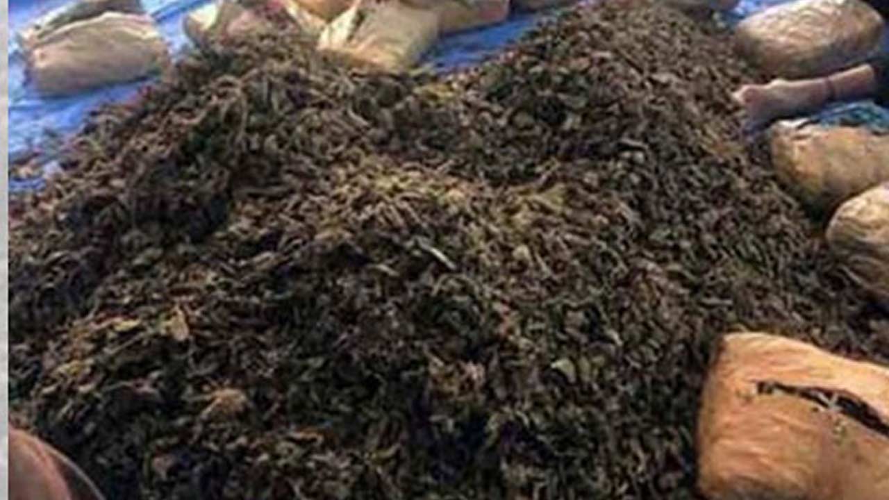 Cannabis: బస్సులో గుట్టుగా భారీగా గంజాయి రవాణా.. ఇలా చిక్కారు..