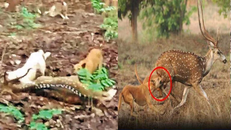 Dogs Attacking Deers: అనంతగిరిలో దారుణం.. జింకలను పీక్కుతింటున్న కుక్కలు