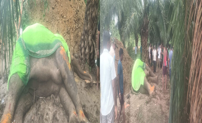 Elephant Died: మన్యం జిల్లాలో అనారోగ్యంతో ఏనుగు మృతి..