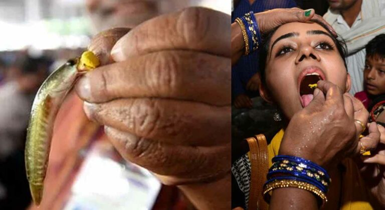 Fish Prasadam: మృగశిర కార్తె రోజే చేపమందు ప్రసాదం ఎందుకు పంపిణీ చేస్తారు..?