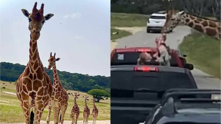 Giraffe Attack: రెండేళ్ల చిన్నారిపై జిరాఫీ ఎటాక్.. వైరల్ వీడియో..