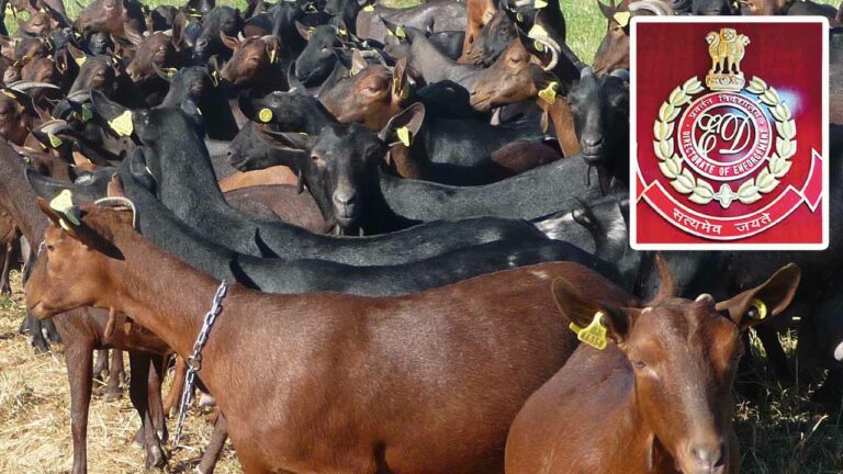 Sheep Scam: గొర్రెల స్కామ్ లో దర్యాప్తు.. రంగంలోకి ఈడీ..