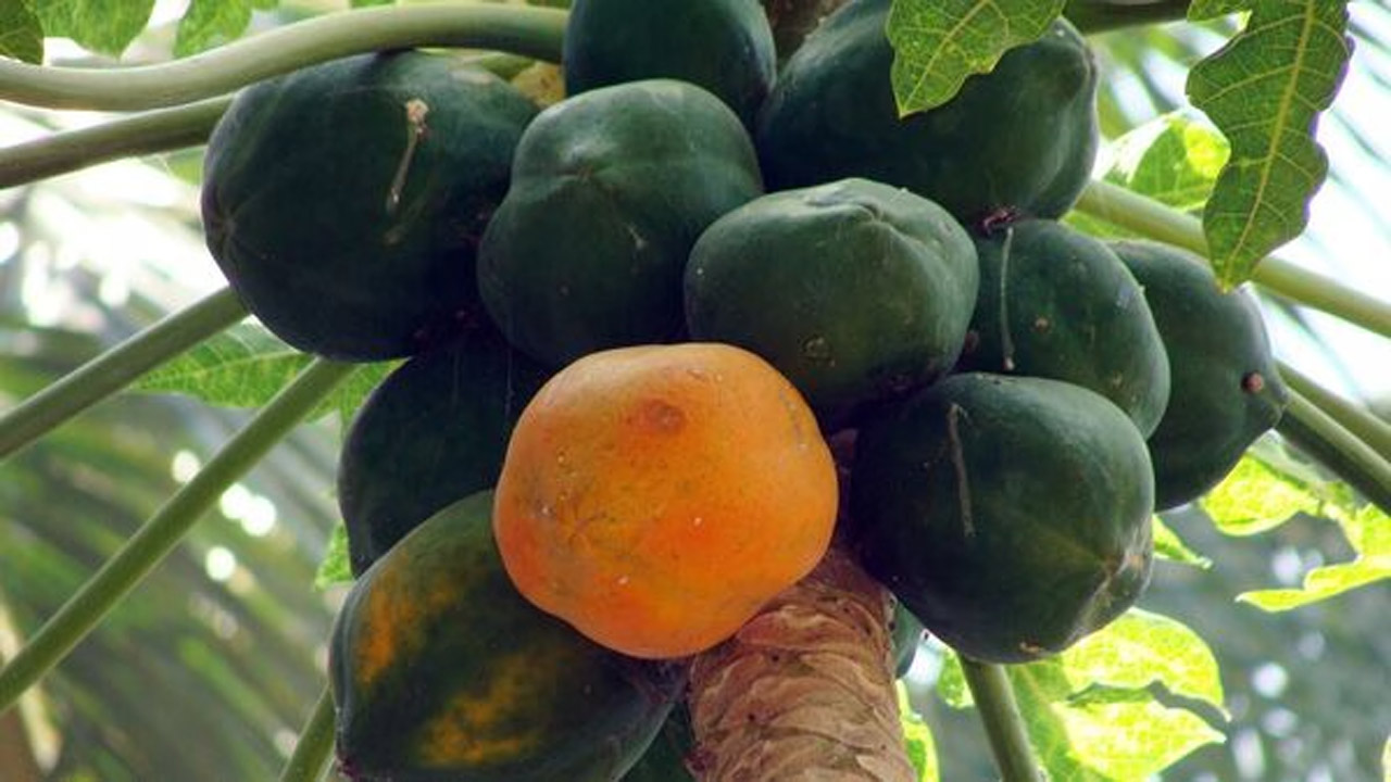 Green Papaya: పచ్చి బొప్పాయి అనేక సమస్యలకు దివ్యౌషధం.. ముఖ్యంగా ఈ సమస్యలకు చెక్