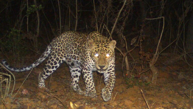 Mahanandi: మహానంది క్షేత్రంలో మళ్లీ చిరుత కలకలం