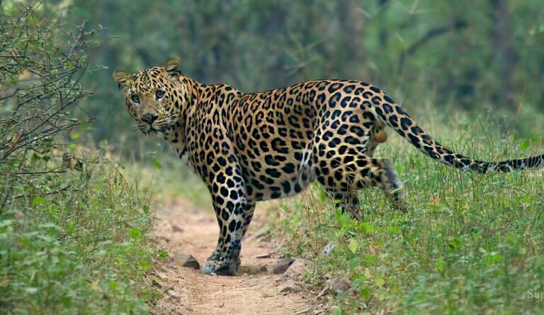 Leopard Hunting : నంద్యాల – గిద్దలూరు ఘాట్ రోడ్డులో చిరుత హల్చల్..