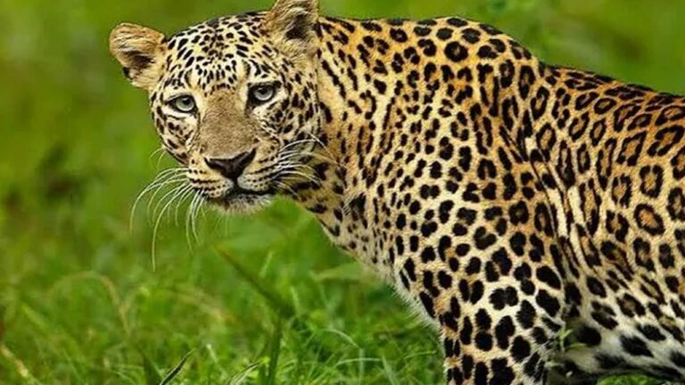 Leopard Attack: మాజీ సర్పంచ్‌ని చంపేసిన చిరుత.. తల మొత్తం..!