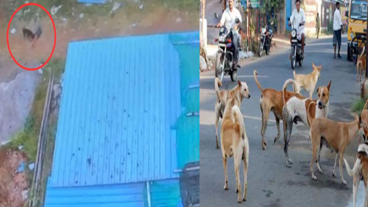 Hyderabad: మియాపూర్⁭లో దారుణం.. ఆరేళ్ల బాలుడిని పీక్కుతిన్న కుక్కలు