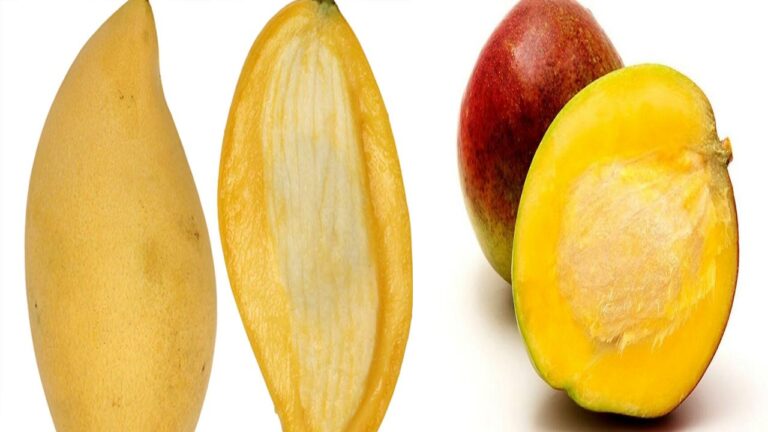 Mango Kernels Benefits: మామిడి తిని పిక్కను పారేస్తున్నారా.. ఈ విషయం తెలిస్తే అలా చేయరు