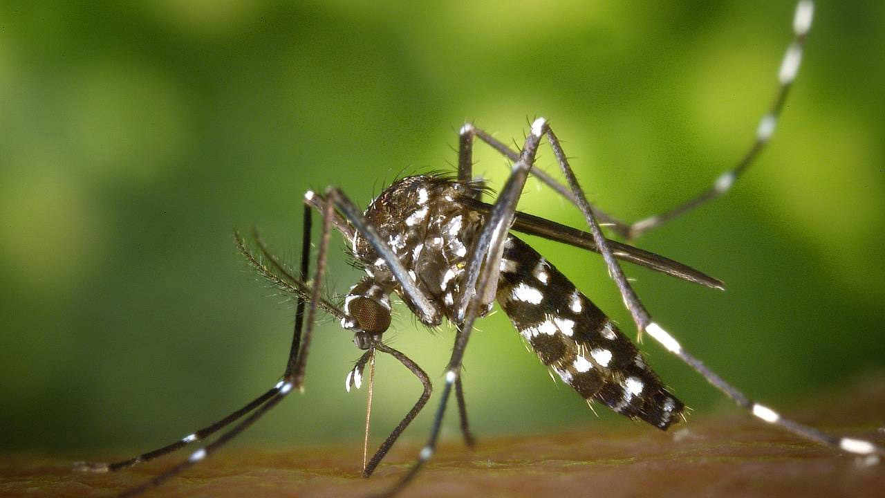 Mosquito Repellent Plants: ఇంట్లో ఈ మొక్కలు పెంచుకుంటే దోమల నివారణ తగ్గించవచ్చు..!
