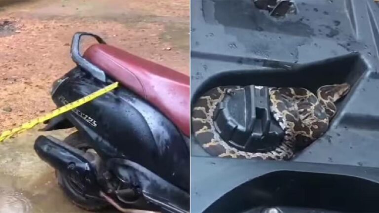 Viral Video: స్కూటీ డిక్కీలో కొండచిలువ ప్రత్యక్షం..వీడియో వైరల్