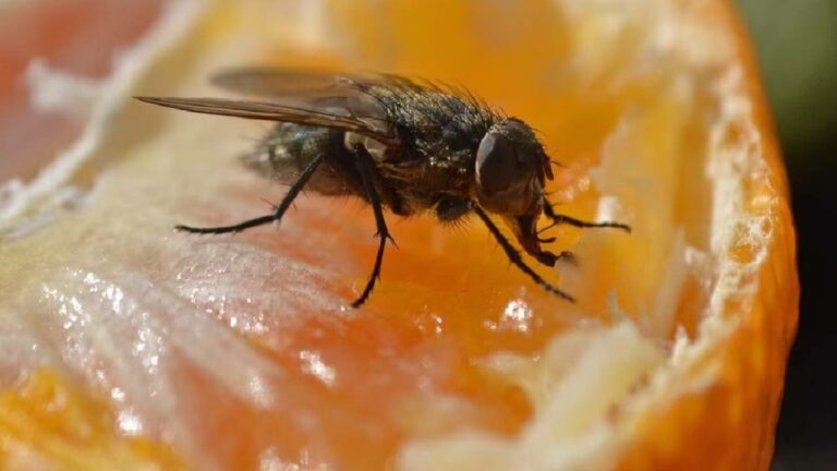 House flies: ఈ వర్షాకాలంలో మీ ఇంట్లో ఈగల బెడద తగ్గాలంటే ఇవి ట్రై చేయండి..