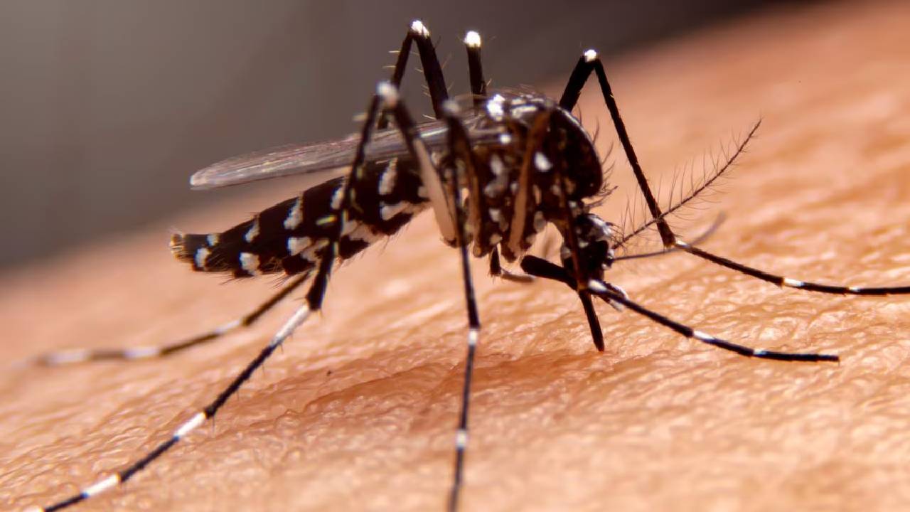 Dengue: డెంగ్యూ వ్యాధి సోకకుండా ఉండాలంటే ఈ జాగ్రత్తలు తప్పనిసరి..
