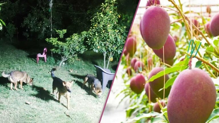 Madhyapradesh : ప్రపంచంలోనే ఖరీదైన మామిడి దొంగతనానికి వచ్చిన దొంగలను తరిమిన కుక్కలు