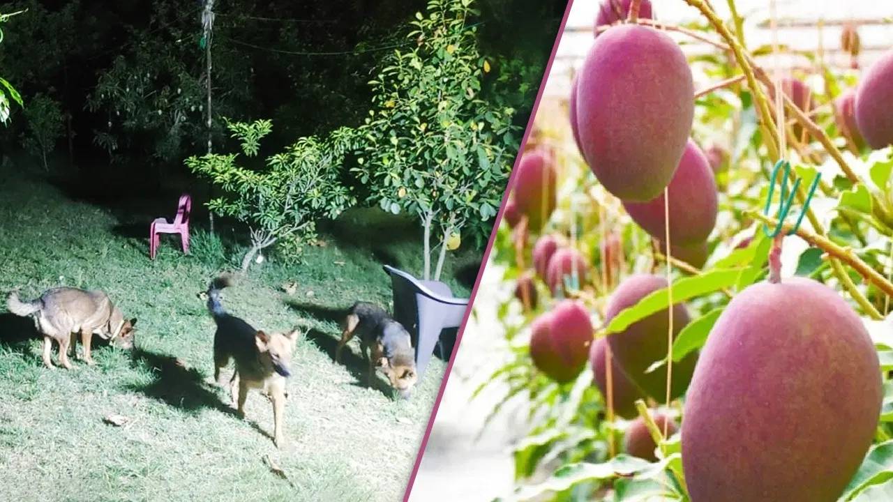 Madhyapradesh : ప్రపంచంలోనే ఖరీదైన మామిడి దొంగతనానికి వచ్చిన దొంగలను తరిమిన కుక్కలు