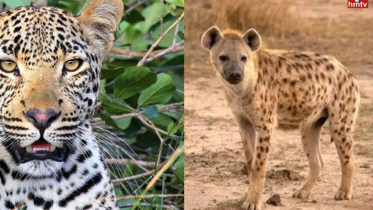 Shamshabad: శంషాబాద్ ఘన్సీమియాగూడ గుర్తుతెలియని జంతువు సంచారం..భయాందోళనలో జనాలు