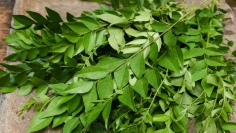 Curry Leaves Benefits: మెరిసే చర్మం, ఒత్తైన జుట్టు మాత్రమే కాకుండా కరివేపాకు వల్ల కలిగే ప్రయోజనాలు మరెన్నో