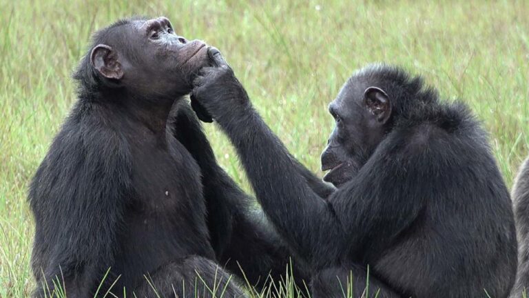 Chimpanzee : చింపాంజీలు గాయాలను నయం చేస్తాయి..  పరిశోధనలో ఆసక్తికర విషయాలు