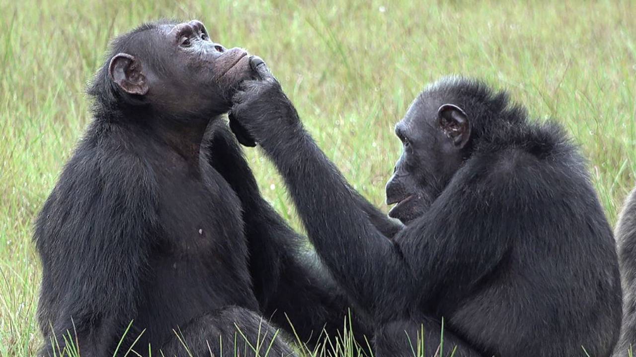 Chimpanzee : చింపాంజీలు గాయాలను నయం చేస్తాయి..  పరిశోధనలో ఆసక్తికర విషయాలు