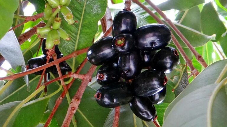 Jamun Tree Leaves : నల్లరేగడి పండ్లే కాదు..దాని ఆకులు కూడా ఆరోగ్యానికి ప్రయోజకరం