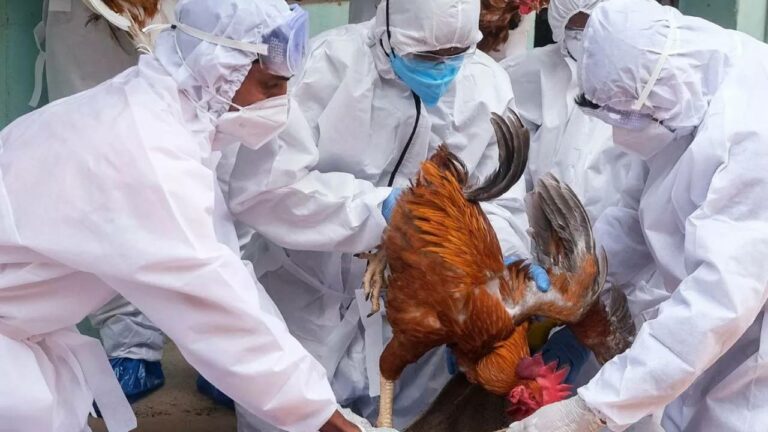 Bird Flu:  దేశాన్ని వణికిస్తున్న బర్డ్ ఫ్లూ.. నాలుగు రాష్ట్రాలకు కేంద్రం హెచ్చరిక