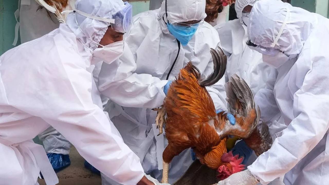 Bird Flu:  దేశాన్ని వణికిస్తున్న బర్డ్ ఫ్లూ.. నాలుగు రాష్ట్రాలకు కేంద్రం హెచ్చరిక