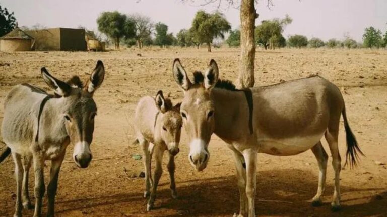 Pakistan : పాకిస్థాన్‎కు గుడ్ న్యూస్.. భారీగా పెరిగిన గాడిదల జనాభా