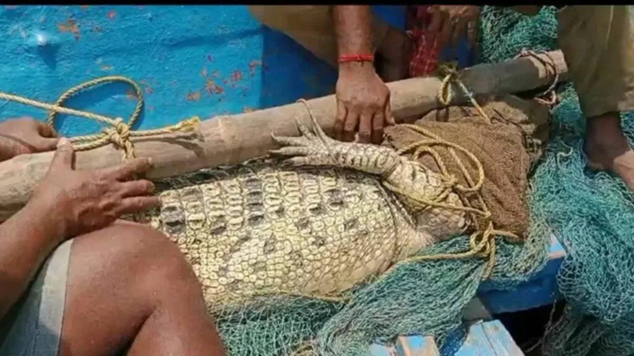 West Bengal : 11 అడుగుల పొడవు మొసలి.. భయంతో వణికిపోయిన గ్రామస్థులు