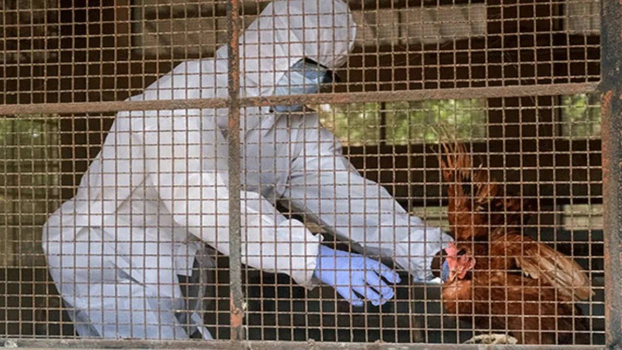 Kerala : కేరళలో బర్డ్ ఫ్లూ.. వైరస్ వేగంగా వ్యాప్తి చెందడంతో హెచ్చరిక జారీ