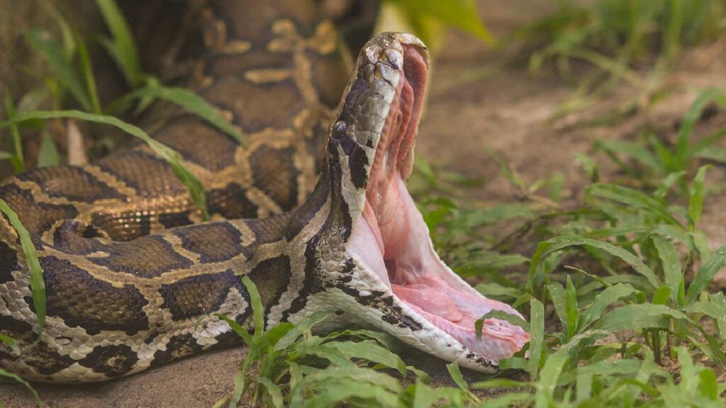 Python Swallows Woman