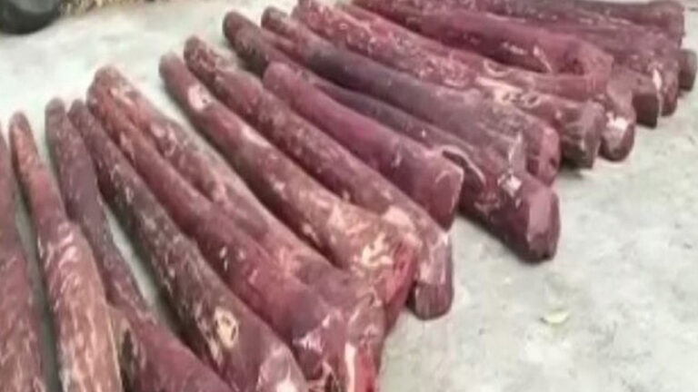 Red Sandalwood: శ్రీకాళహస్తిలో ఎర్రచందనం స్వాధీనం