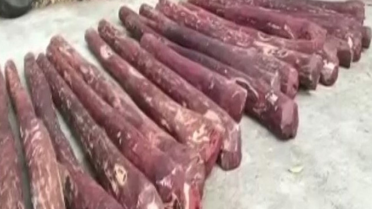 Red Sandalwood: శ్రీకాళహస్తిలో ఎర్రచందనం స్వాధీనం